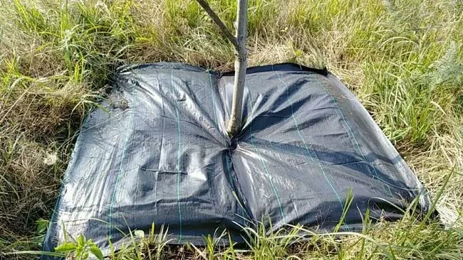 Mengapa Kita Harus Meletakkan Kain Tahan Rumput di Musim Gugur dan Musim Dingin?